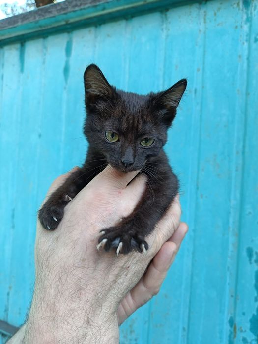 Кошечка черная даром
