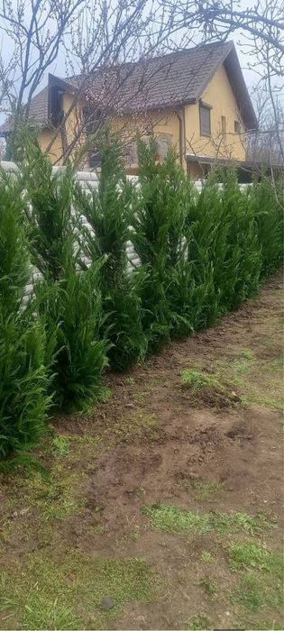 Avem o gama larga de plante ornamentale