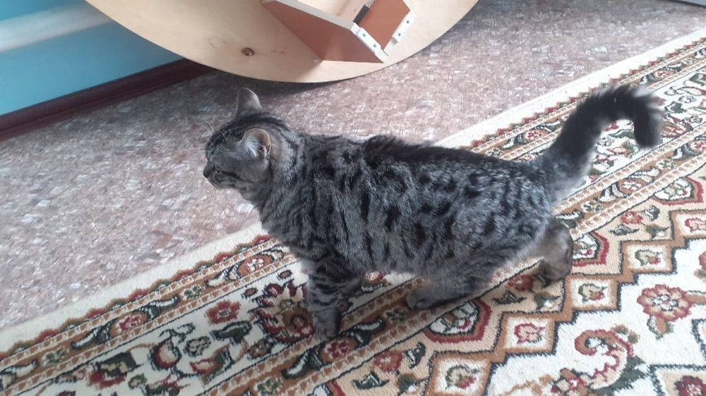 Бесплатно даём адрес Дмамбул2