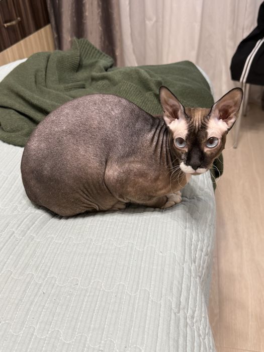 Продается кот породы Донской сфинкс