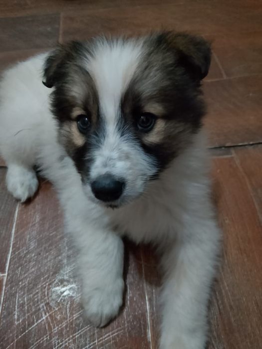 В добрые руки мальчик 2 мес