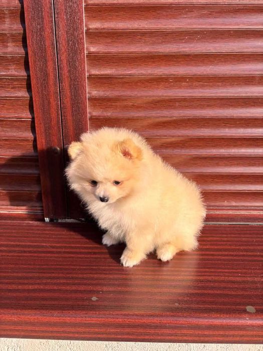 Мини померан захранен с качествена гранула на 4месеца