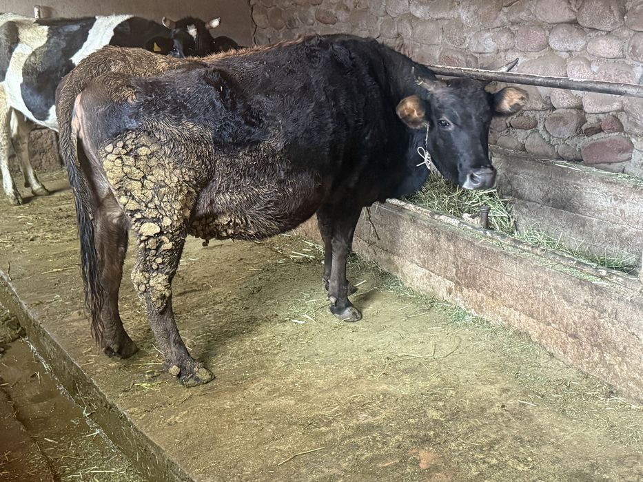 продаю коров стельных