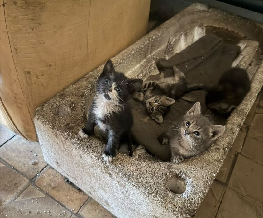 Отдам котят в добрые руки