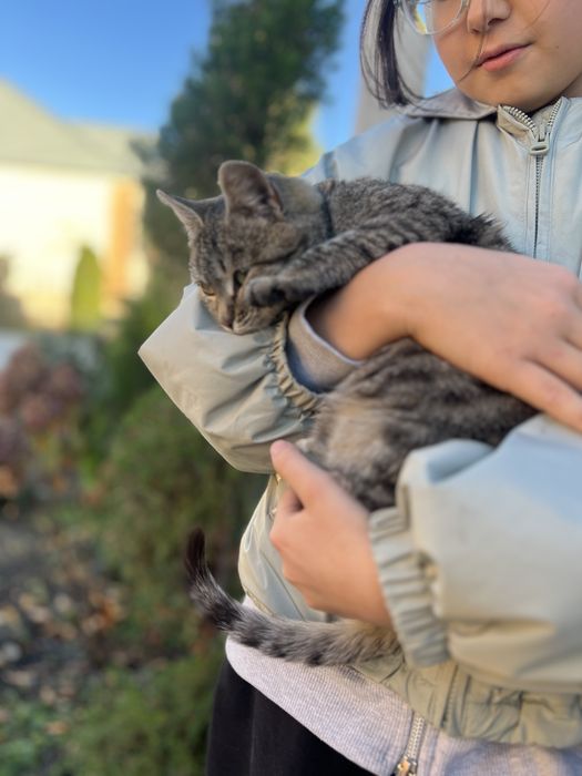 Отдам кошечку в добрые руки.