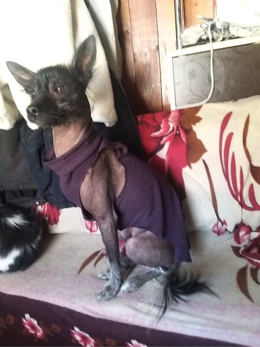 Китайская хохлатая