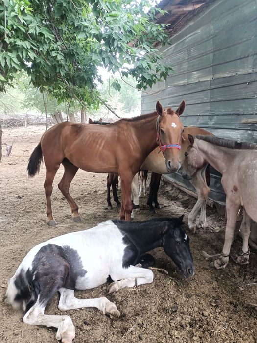 қунан сатылады   ёё