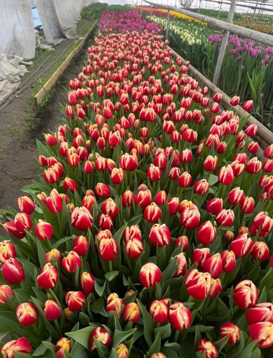 Тюльпаны оптом и розницу