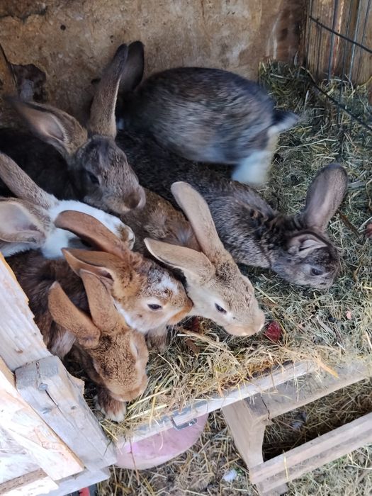 Pui de iepure californian/fluture german/urias german de diferite varste