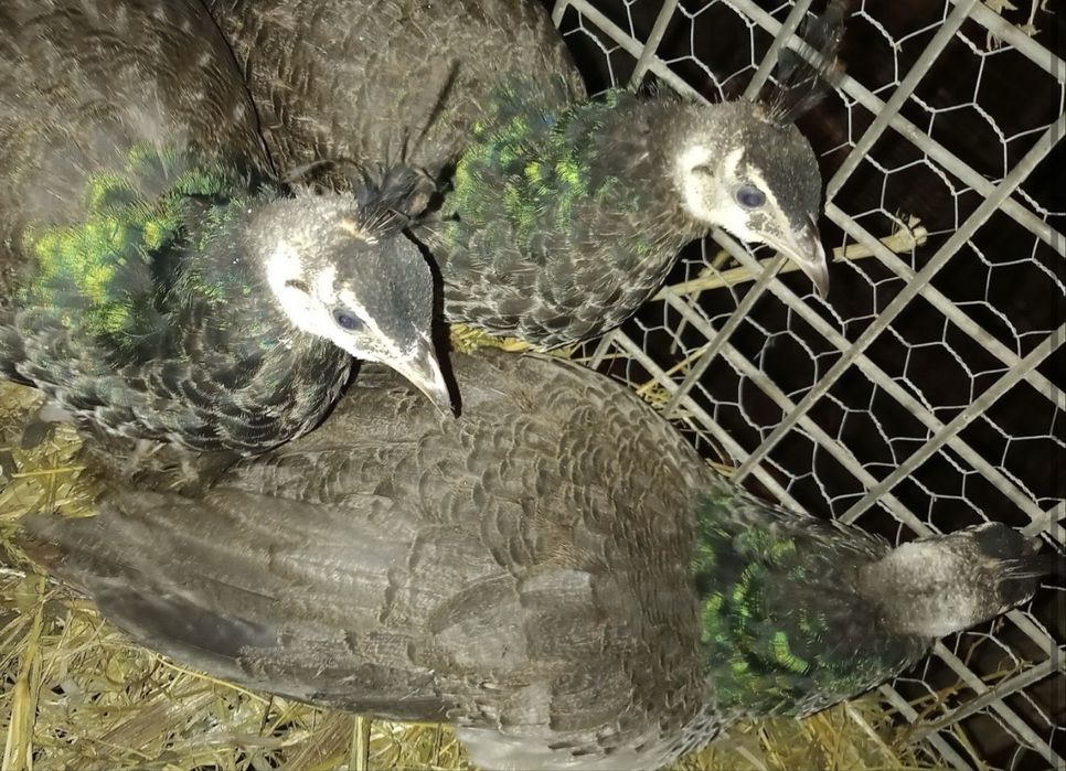 Vand paunita de 3 luni ultima ramasa pret 350 de lei