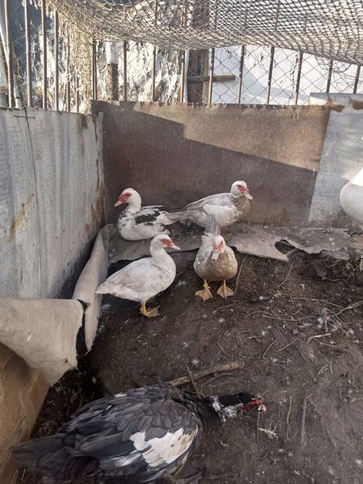 Продам молодых индоуток