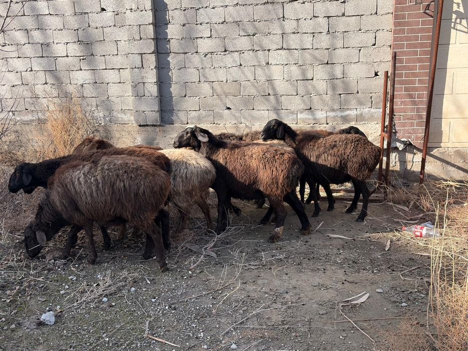 Буаз саулық қойлар сатылады!