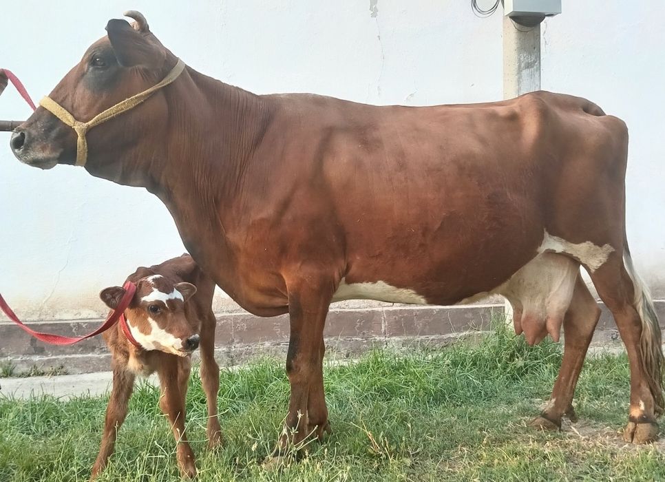 Ser sut sigrlar sotiladi