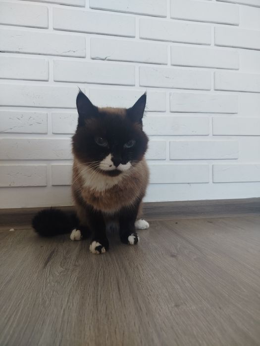 Отдам кота в добрые руки