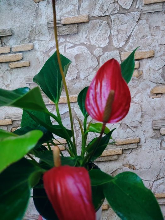 Anthurium andraeanum
мужское счастье
