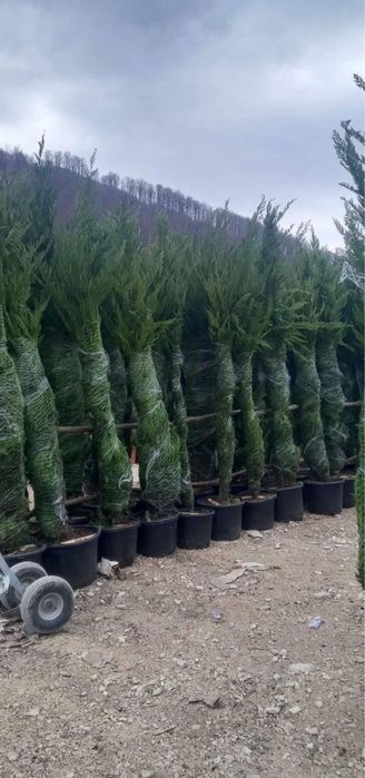 Leylandi chiparos diferite inaltimi