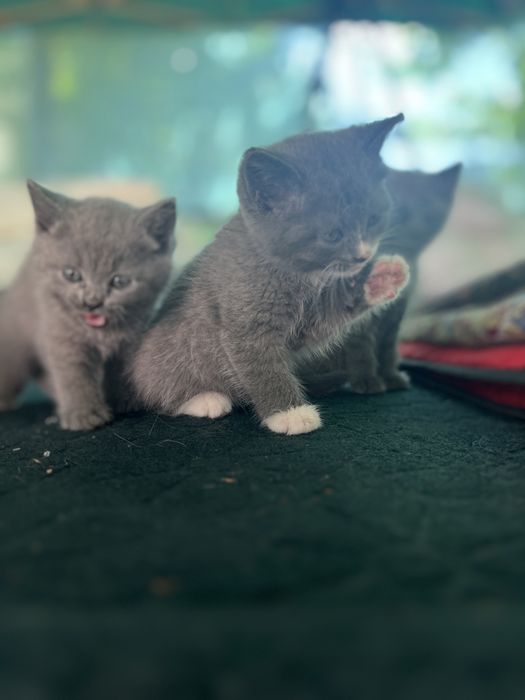 СРОЧНО!!Продается котята последняя фото мамы