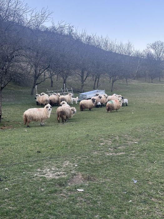 Vand  20 de oi cu 20 de miei