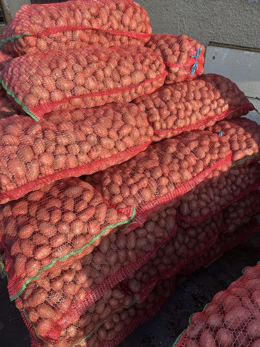 Cartofi de sămânță recent ambalată