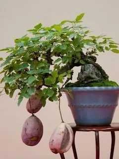 Эсклюзив. Саженцы Акебии или Шоколадной Лозы