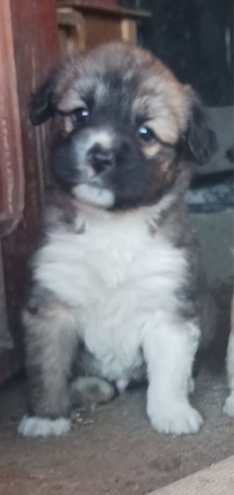 donez catelusi fata si baiat