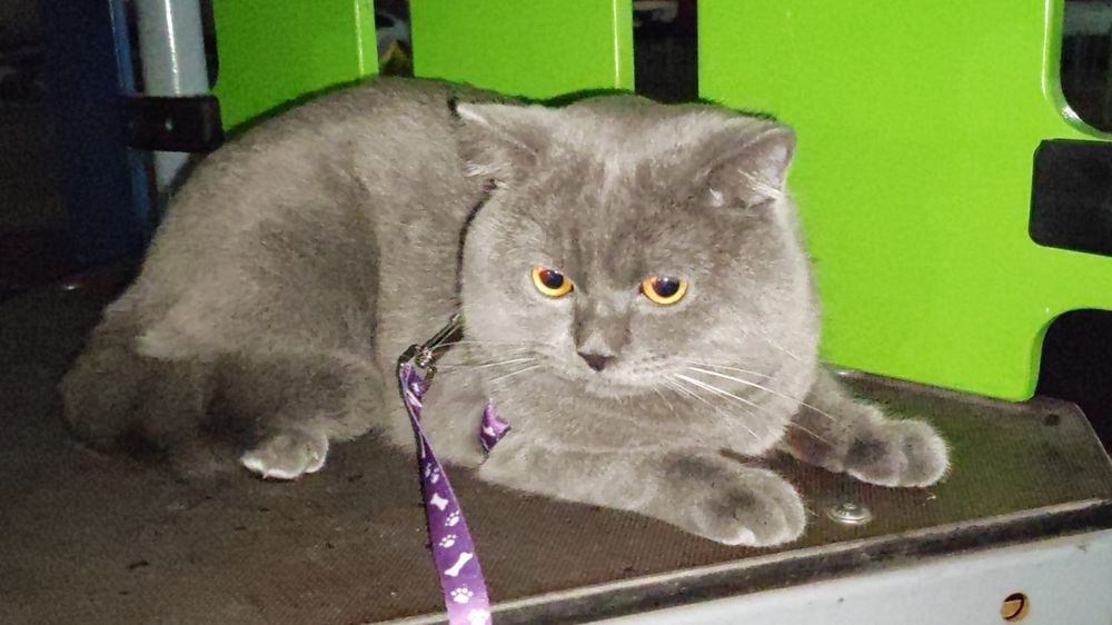 Британец на вязку