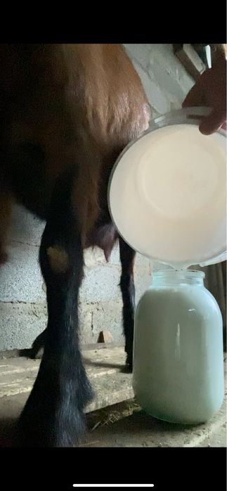 Сауын ешкі сатылады