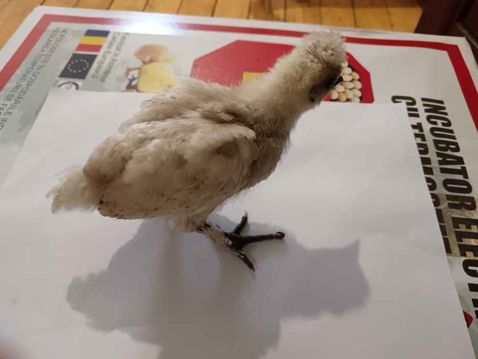 Декоративни пиленца