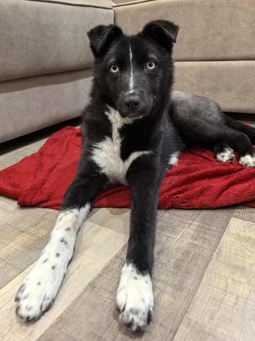 Помесь хаски/лайка