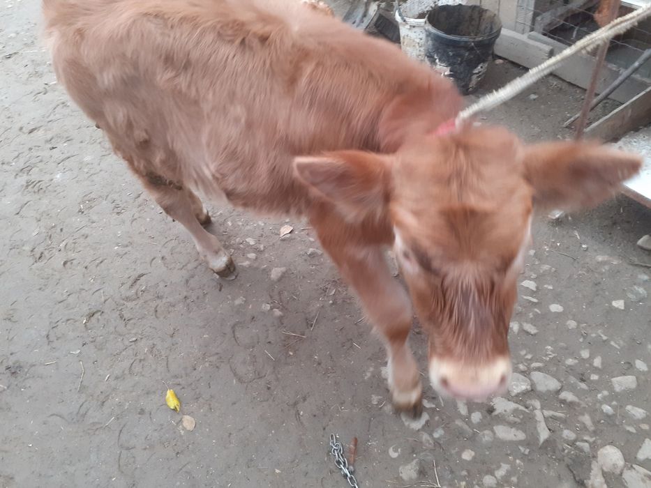 Vând vițelusa de 3 luni bruna.