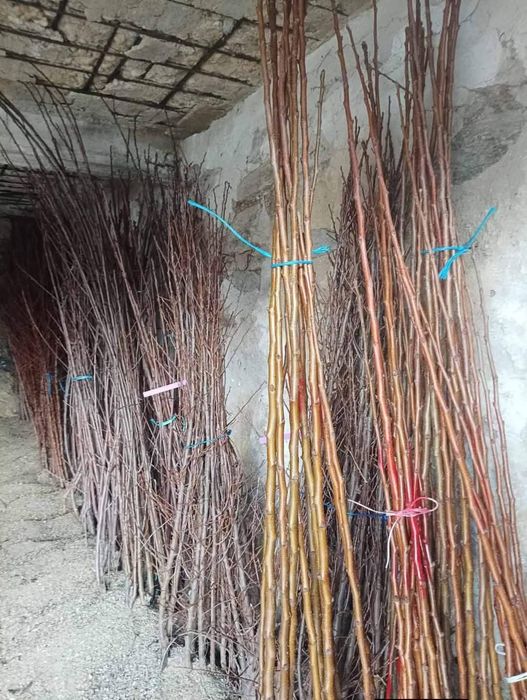 Овощен и лозов посадъчен материал