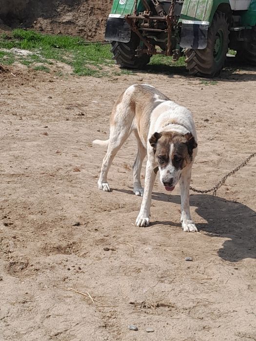 Ұрғашы ит сатылады