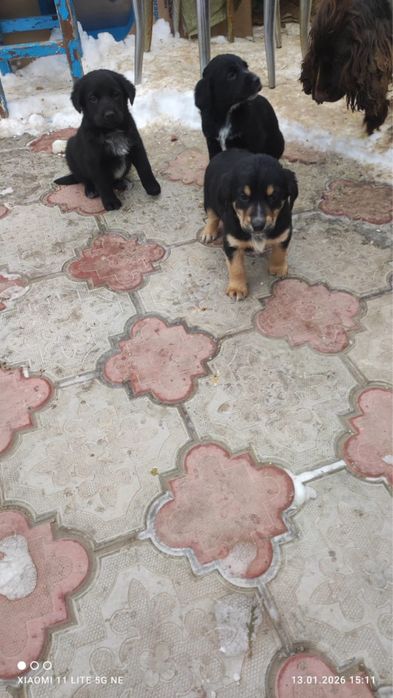 Отдадим в добрые руки щенят,мальчики и девочки.