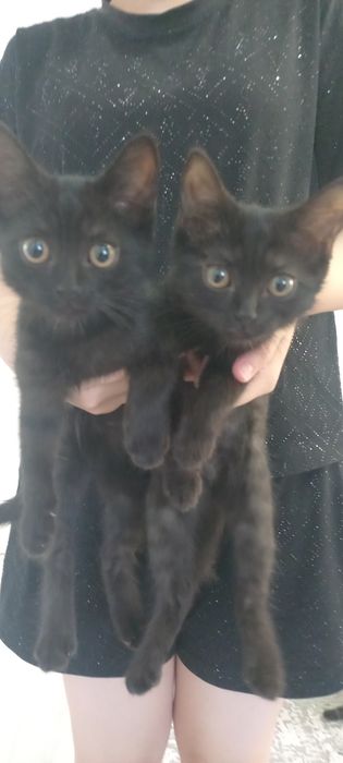 Котята. Отдам в добрые руки
