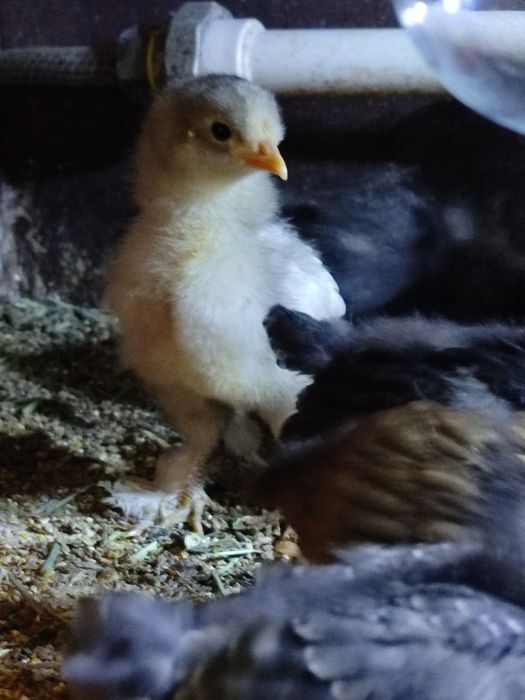 Хар хил зотли жужалар сотилади