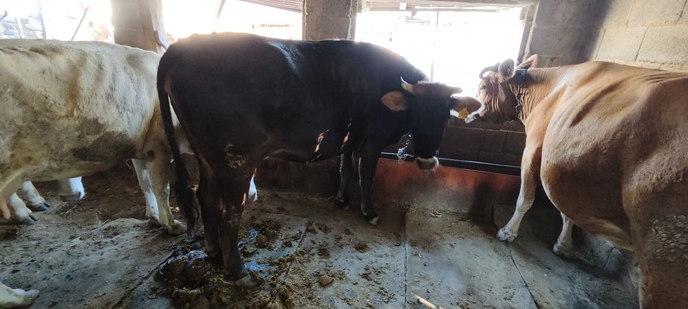 Продам стальная телка тана буаз
