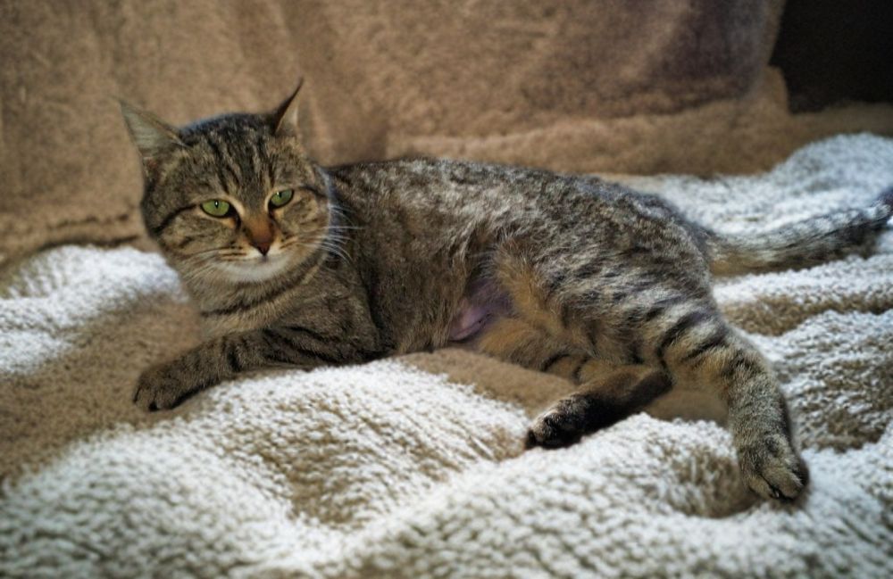 Стерилизованная кошка ищет дом!