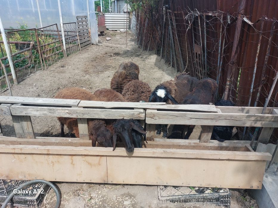 Qoy sotiladi uydan tuqqan bugoz