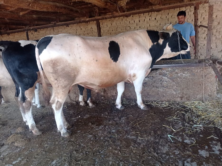 Buqa sotiladi 40 milyon