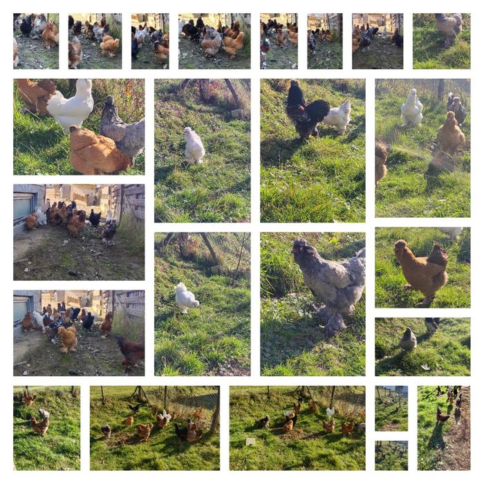 Oua găini moțate izmanoase barboase 12 lei bucata