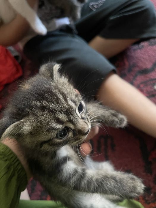 Skotish fold va strayt bolalari zotdor mushuklar