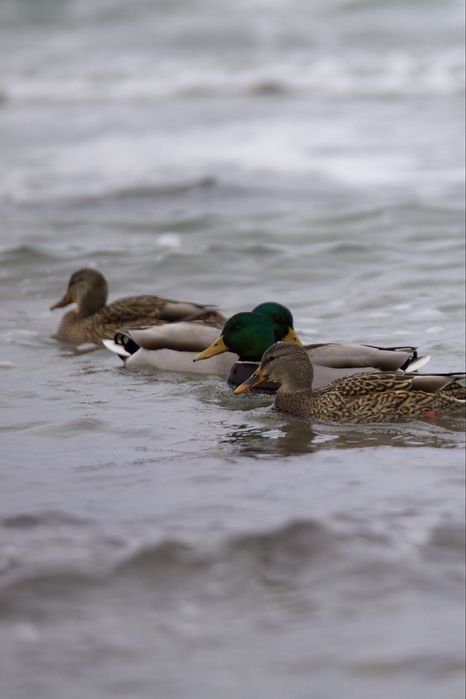 Объектив Tamron 70-200 f2.8