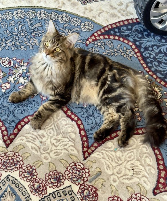 Мейн кун мальчик 6 месяцев