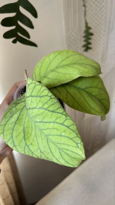 Хойя мередит мередичи