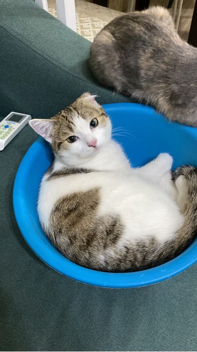 Котик в добрые руки