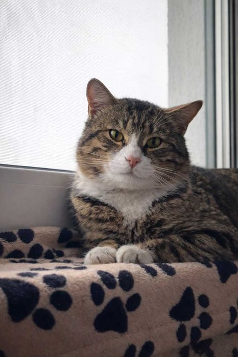 Adoptă-l pe TIGRI - batonul Twix