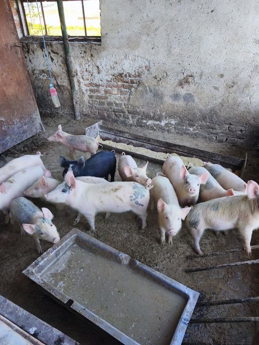 Малки прасета 20