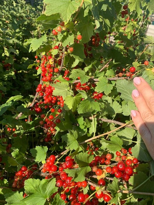 Продам дачу с/т Локомотив.