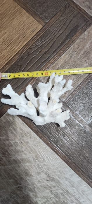 Кораллы в аквариум . 3500 тг.