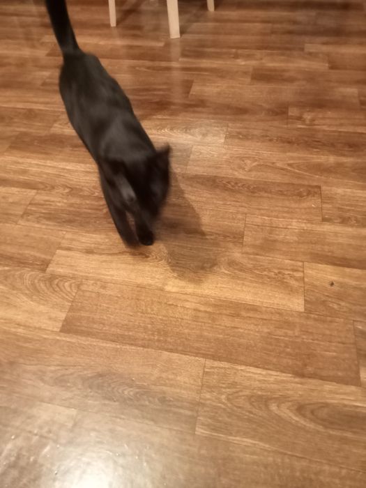 отдам кота бесплатно